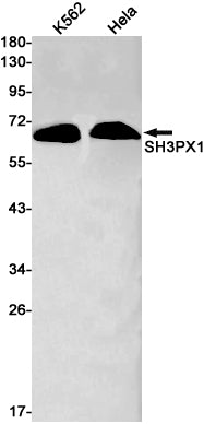 Anti-SNX9 Rabbit Monoclonal Antibody