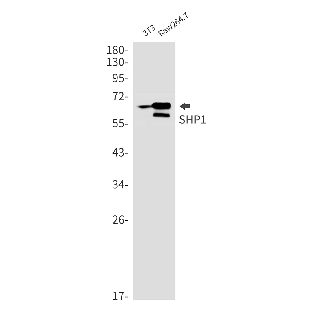 Anti-SHP1 Rabbit Monoclonal Antibody
