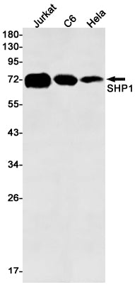 Anti-SHP1 Rabbit Monoclonal Antibody