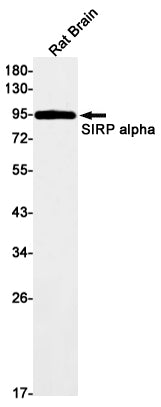 Anti-SIRP alpha Rabbit Monoclonal Antibody
