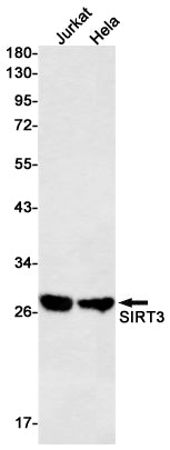 Anti-SIRT3 Rabbit Monoclonal Antibody