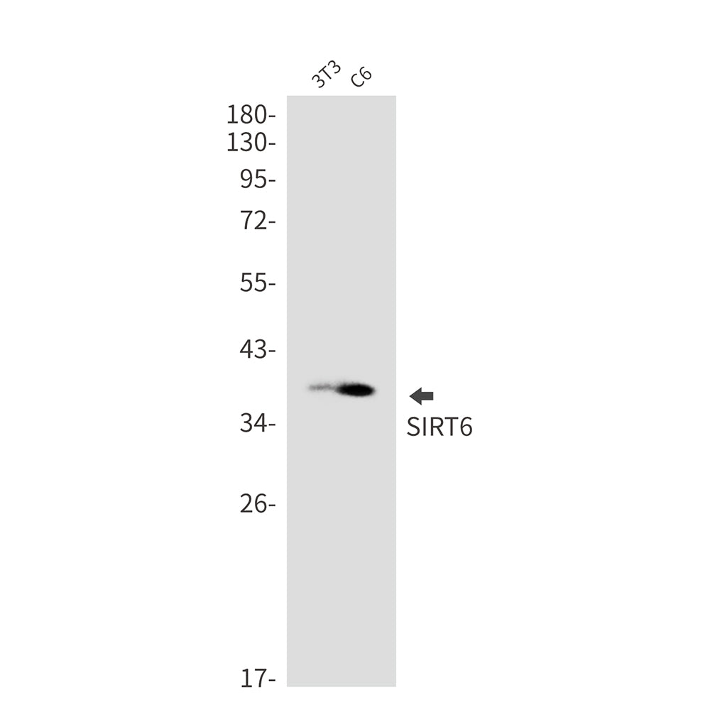 Anti-SIRT6 Rabbit Monoclonal Antibody