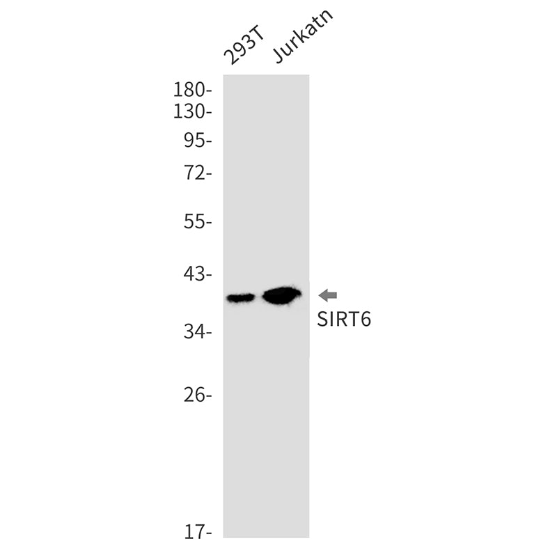 Anti-SIRT6 Rabbit Monoclonal Antibody