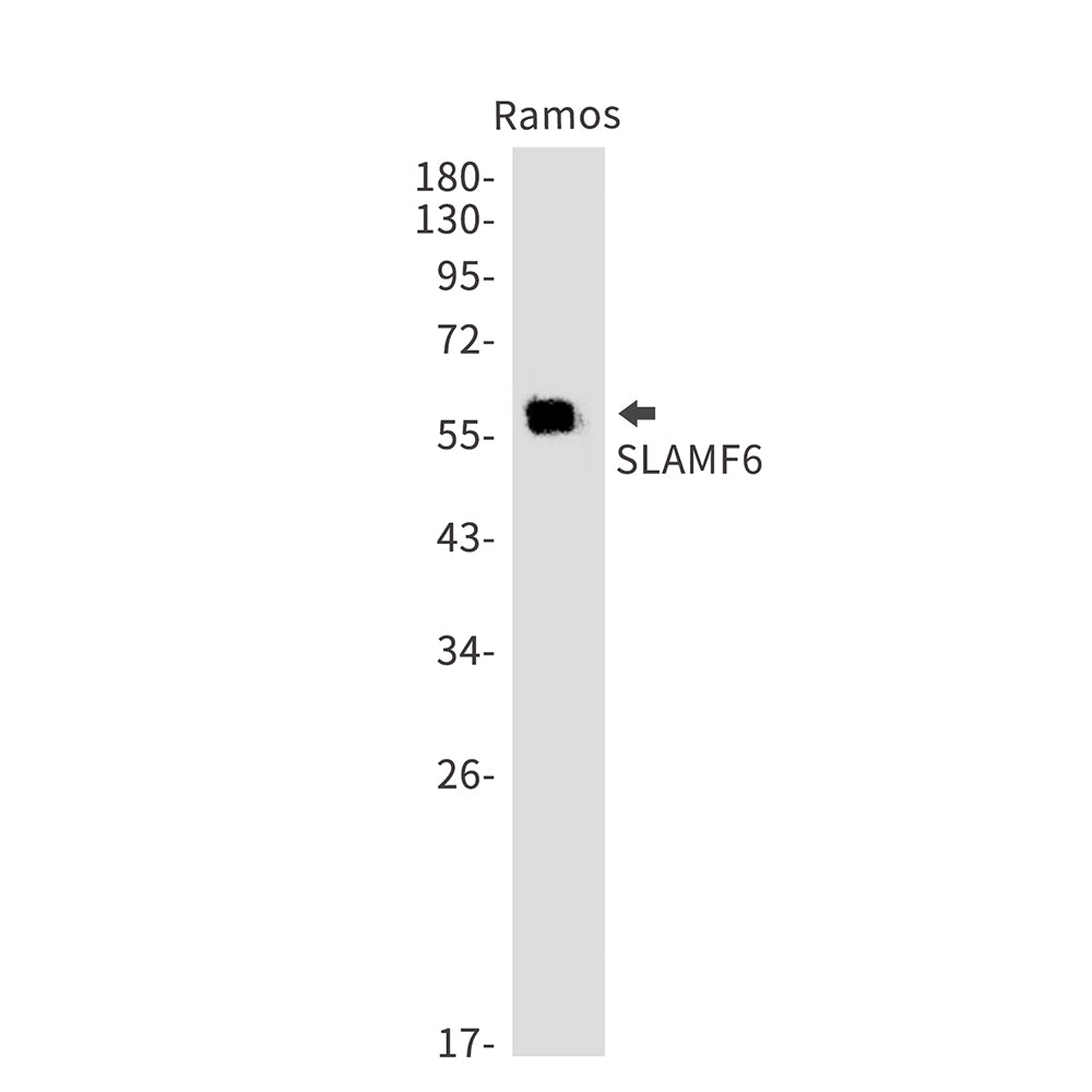 Anti-SLAMF6 Rabbit Monoclonal Antibody