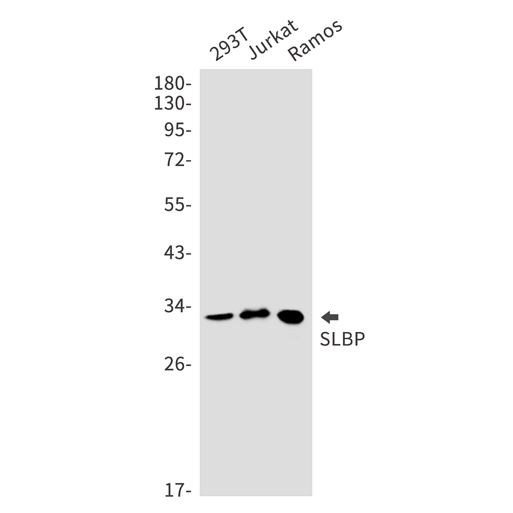 Anti-SLBP Rabbit Monoclonal Antibody