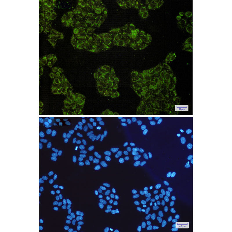 Anti-SMAC Rabbit Monoclonal Antibody