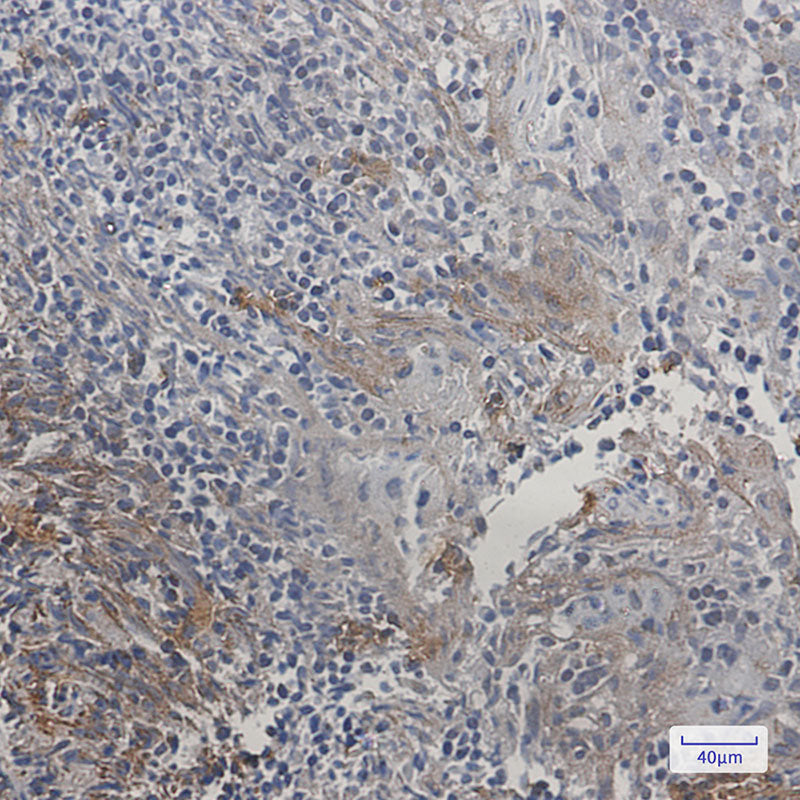 Anti-SMAC Rabbit Monoclonal Antibody