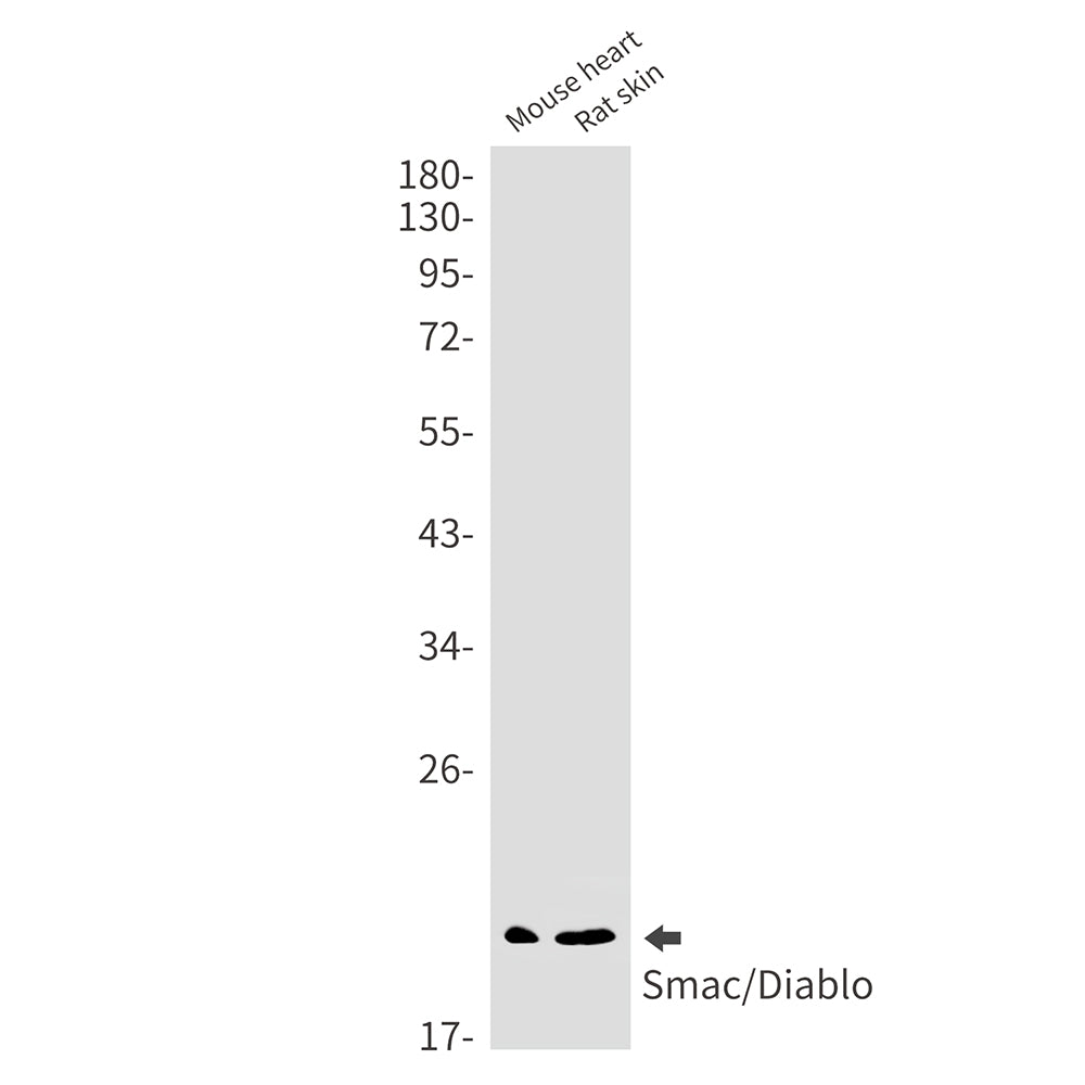 Anti-SMAC Rabbit Monoclonal Antibody
