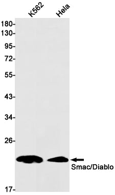 Anti-SMAC Rabbit Monoclonal Antibody