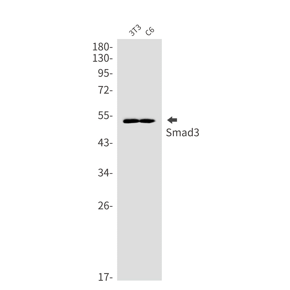 Anti-Smad3 Rabbit Monoclonal Antibody
