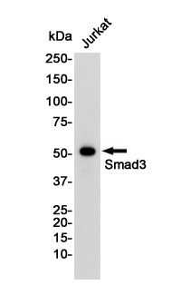 Anti-Smad3 Rabbit Monoclonal Antibody