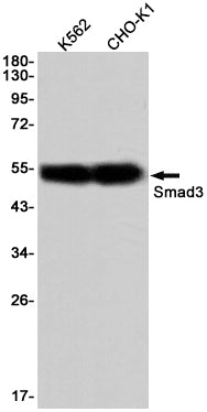 Anti-Smad3 Rabbit Monoclonal Antibody