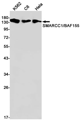 Anti-SMARCC1 Rabbit Monoclonal Antibody