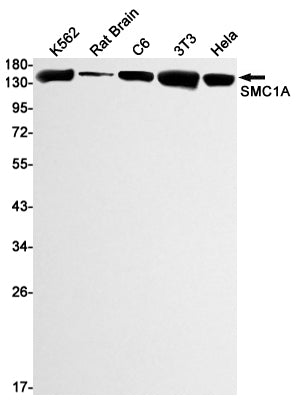 Anti-SMC1A Rabbit Monoclonal Antibody