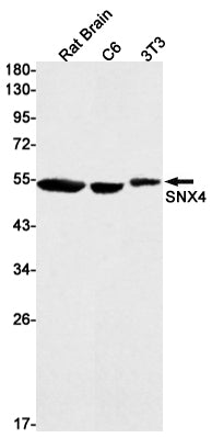 Anti-SNX4 Rabbit Monoclonal Antibody