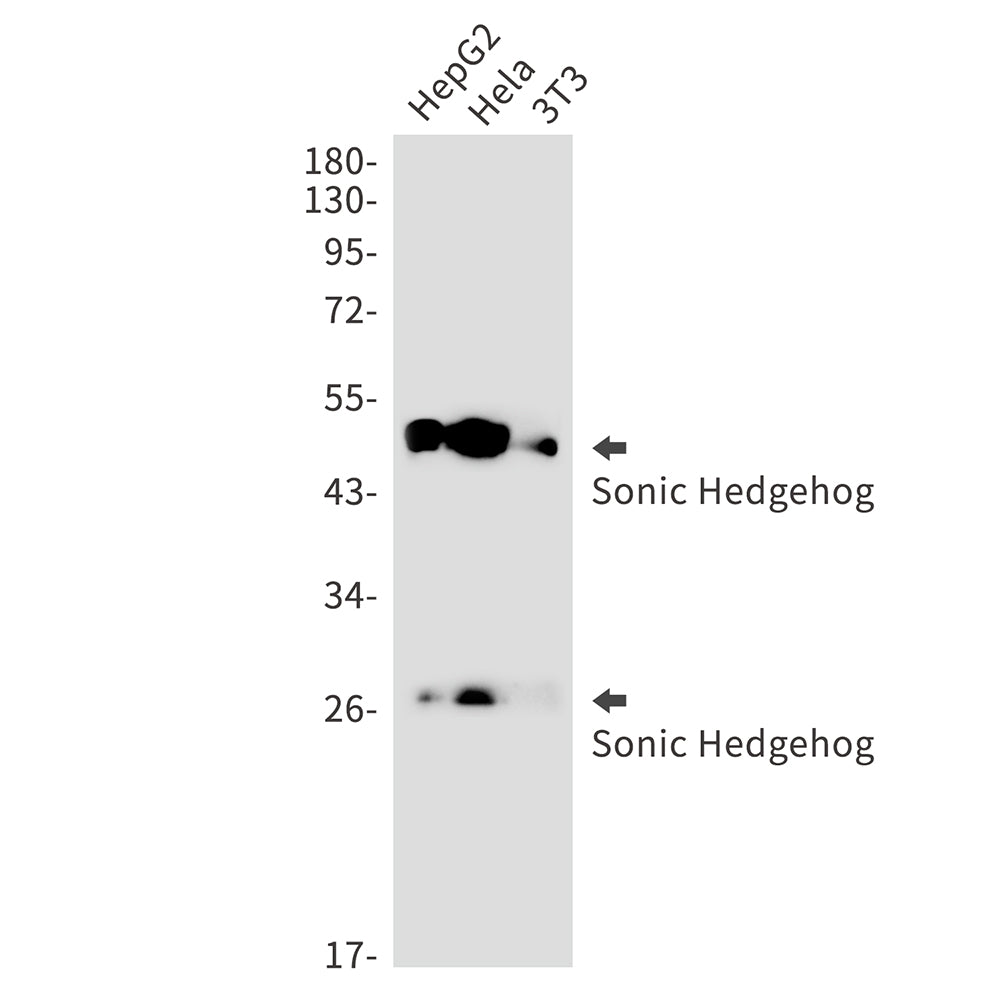 Anti-Sonic Hedgehog Rabbit Monoclonal Antibody