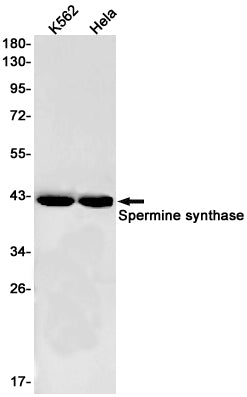 Anti-Spermine Synthase Rabbit Monoclonal Antibody