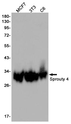 Anti-Sprouty 4 Rabbit Monoclonal Antibody