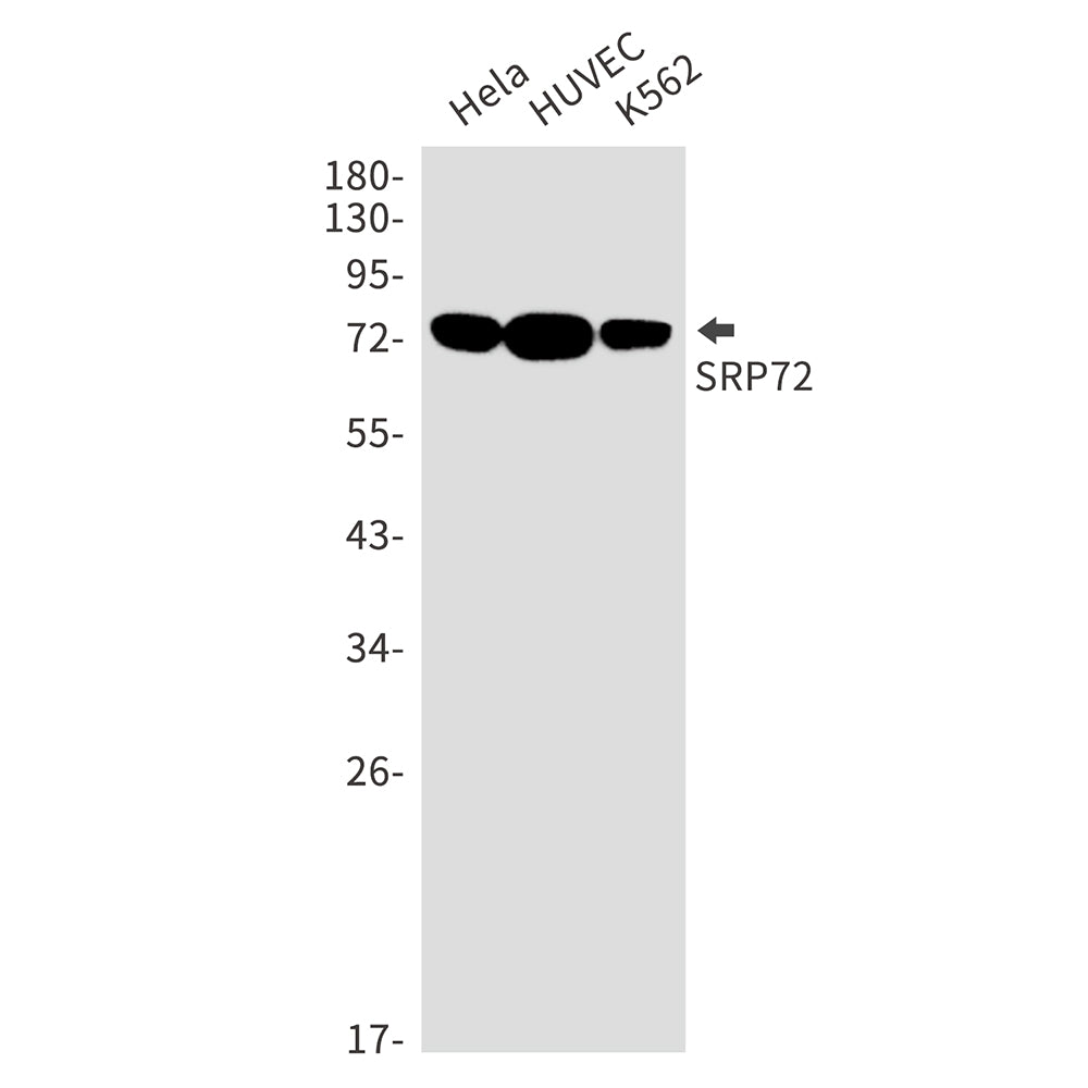 Anti-SRP72 Rabbit Monoclonal Antibody