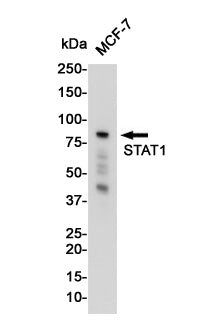 Anti-STAT1 Rabbit Monoclonal Antibody