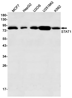 Anti-STAT1 Rabbit Monoclonal Antibody