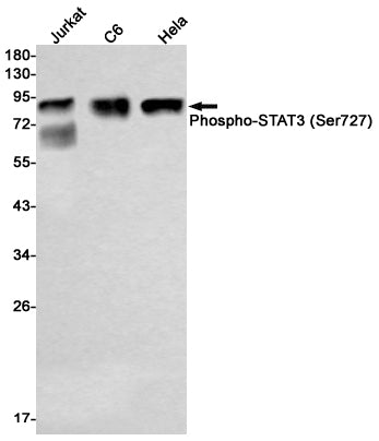 Anti-Phospho-STAT3 (Ser727) Rabbit Monoclonal Antibody