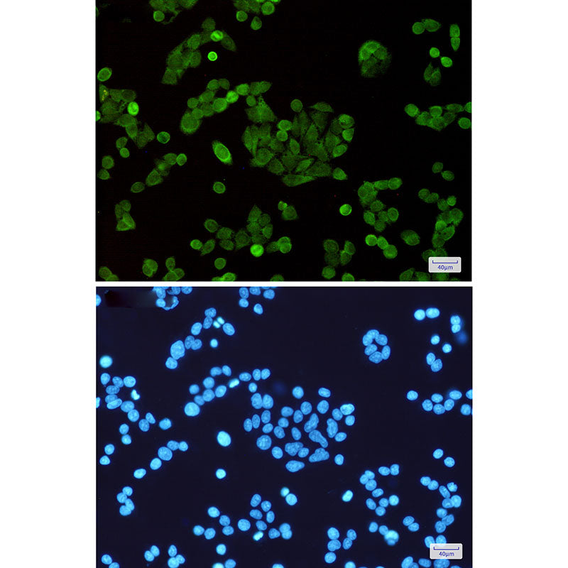 Anti-STAT5 Rabbit Monoclonal Antibody
