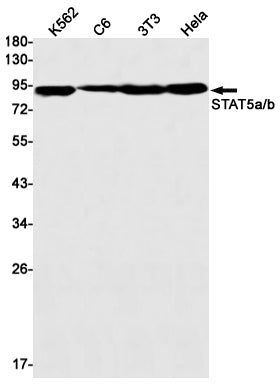 Anti-STAT5 Rabbit Monoclonal Antibody