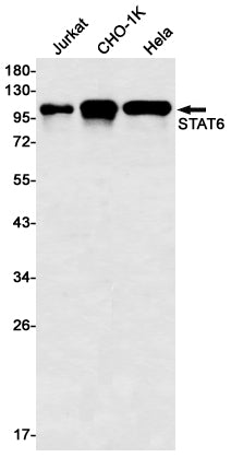 Anti-STAT6 Rabbit Monoclonal Antibody