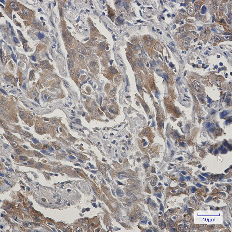 Anti-STIP1 Rabbit Monoclonal Antibody