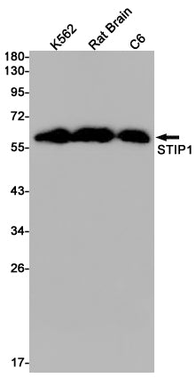 Anti-STIP1 Rabbit Monoclonal Antibody