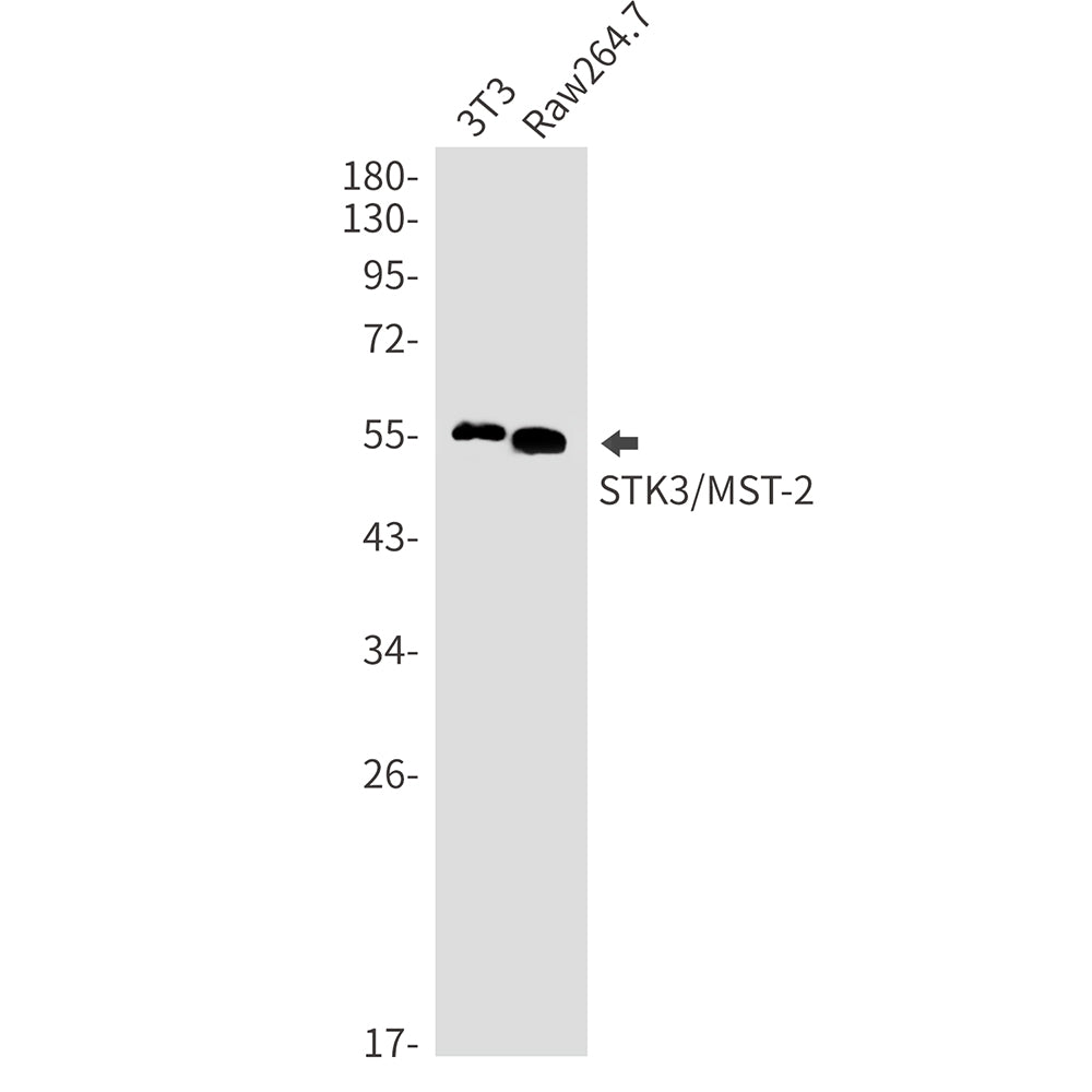 Anti-STK3 Rabbit Monoclonal Antibody