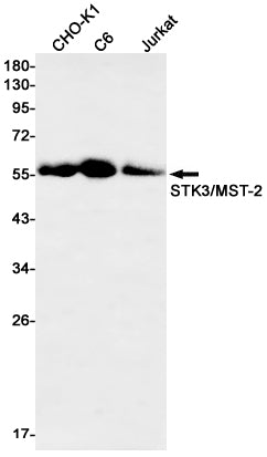 Anti-STK3 Rabbit Monoclonal Antibody