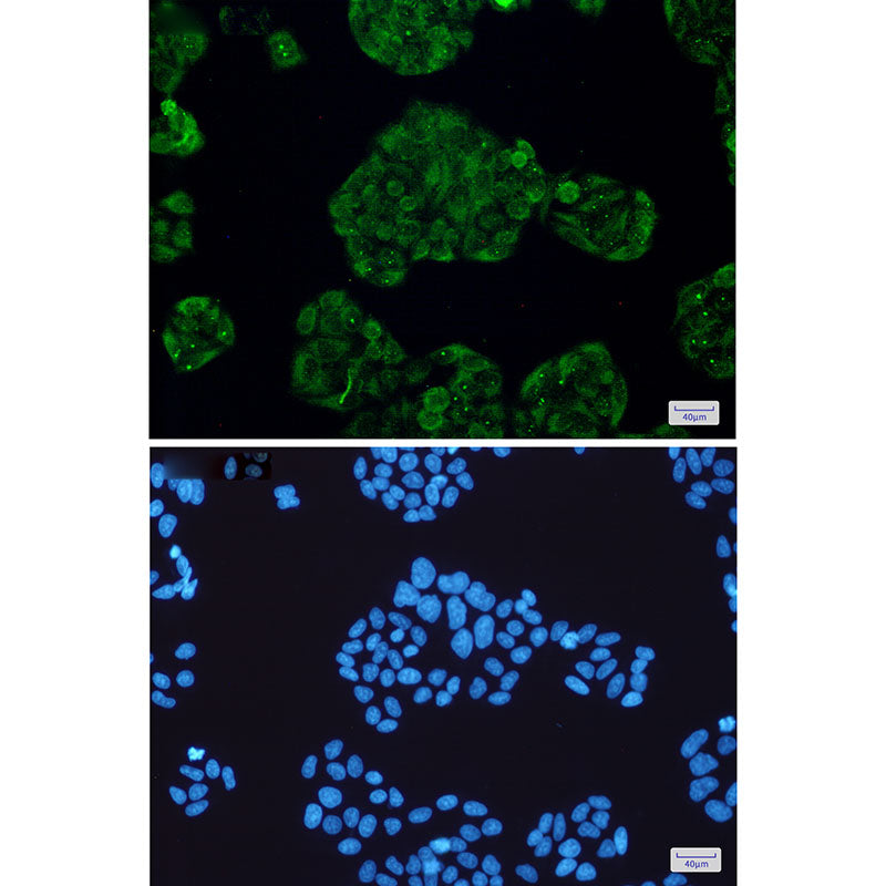 Anti-STUB1 Rabbit Monoclonal Antibody