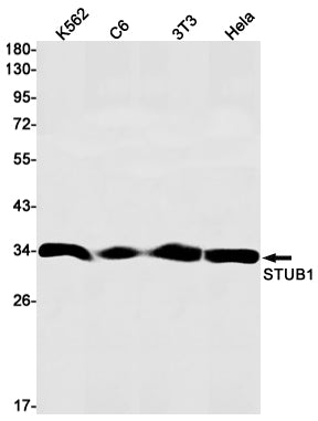 Anti-STUB1 Rabbit Monoclonal Antibody