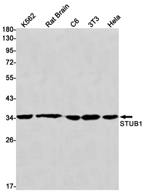 Anti-STUB1 Rabbit Monoclonal Antibody