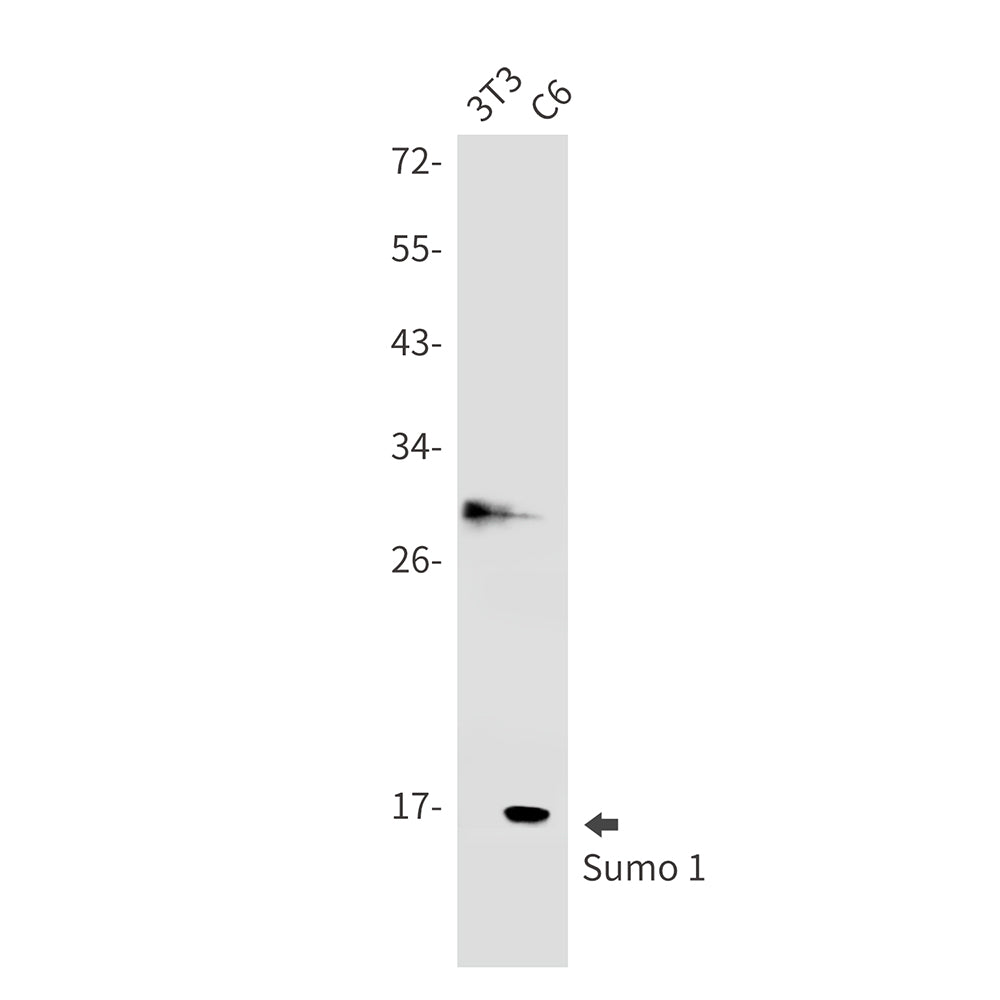 Anti-SUMO1 Rabbit Monoclonal Antibody