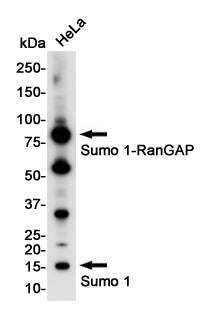 Anti-SUMO1 Rabbit Monoclonal Antibody