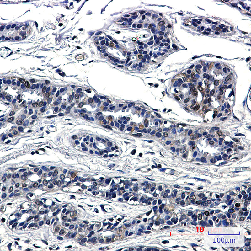 Anti-SUN1 Rabbit Monoclonal Antibody
