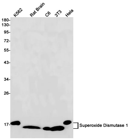 Anti-Superoxide Dismutase 1 Rabbit Monoclonal Antibody