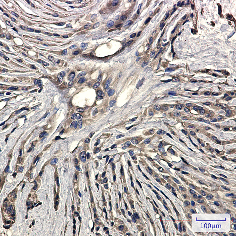 Anti-Synaptophysin Rabbit Monoclonal Antibody
