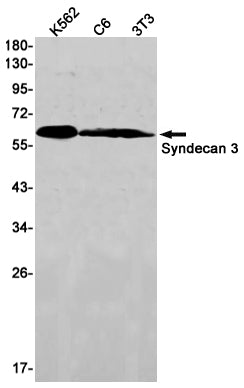 Anti-Syndecan 3 Rabbit Monoclonal Antibody