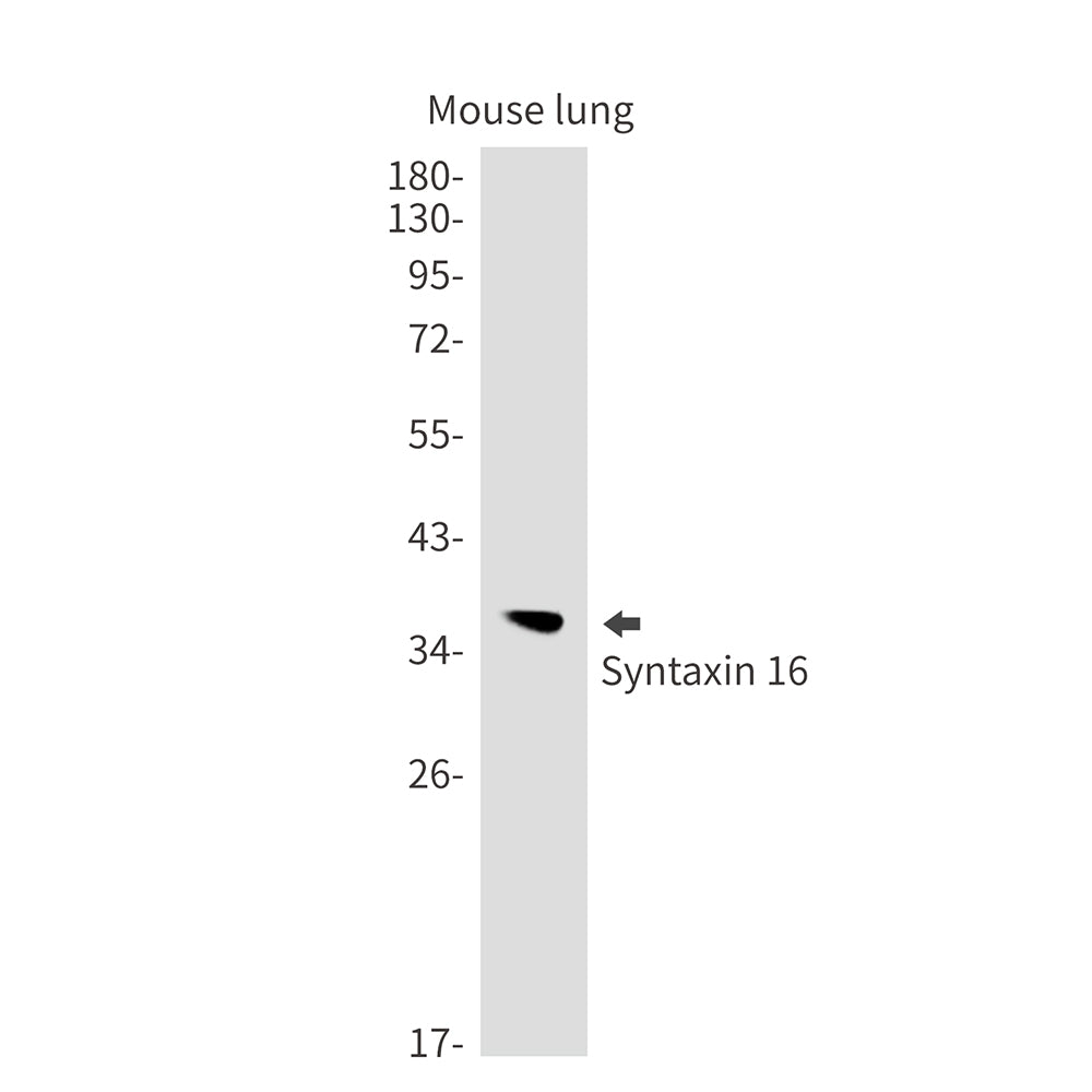 Anti-Syntaxin 16 Rabbit Monoclonal Antibody