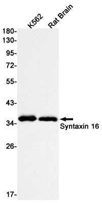 Anti-Syntaxin 16 Rabbit Monoclonal Antibody