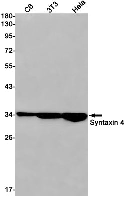 Anti-Syntaxin 4 Rabbit Monoclonal Antibody