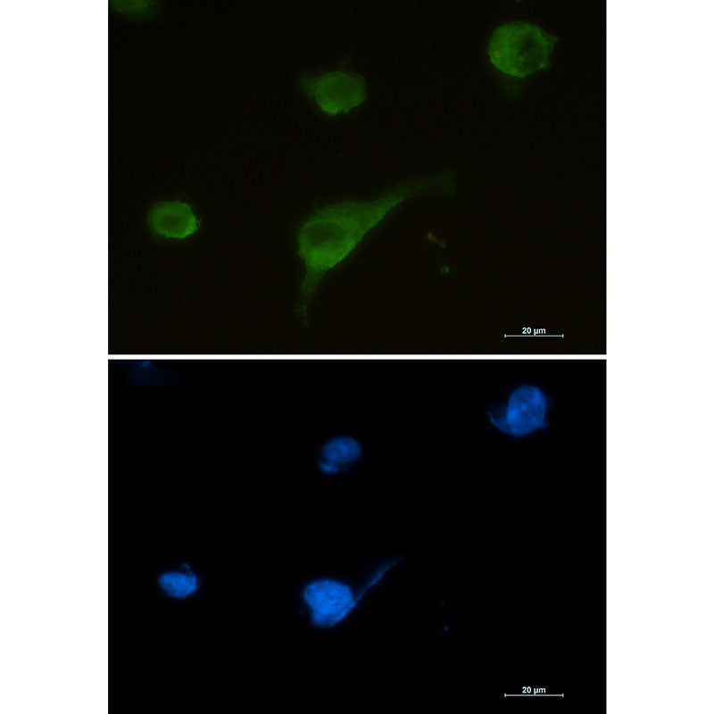 Anti-Syntrophin alpha 1 Rabbit Monoclonal Antibody