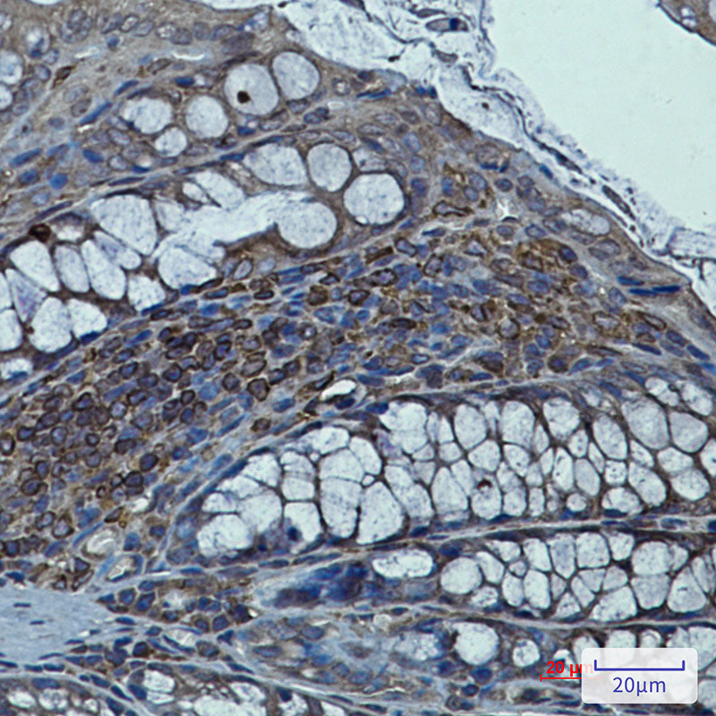 Anti-Syntrophin alpha 1 Rabbit Monoclonal Antibody