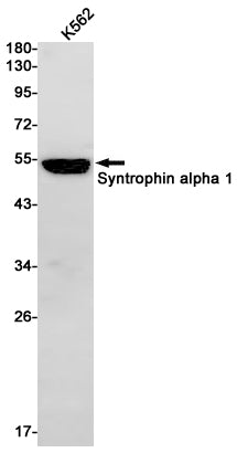 Anti-Syntrophin alpha 1 Rabbit Monoclonal Antibody