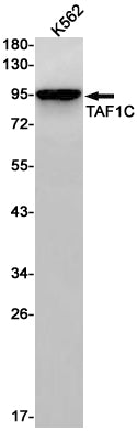 Anti-TAF1C Rabbit Monoclonal Antibody