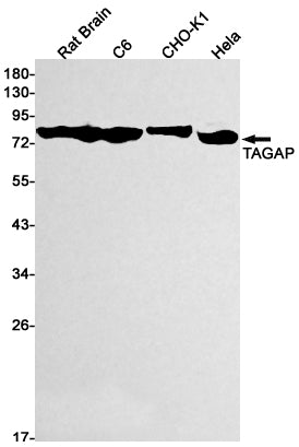 Anti-TAGAP Rabbit Monoclonal Antibody